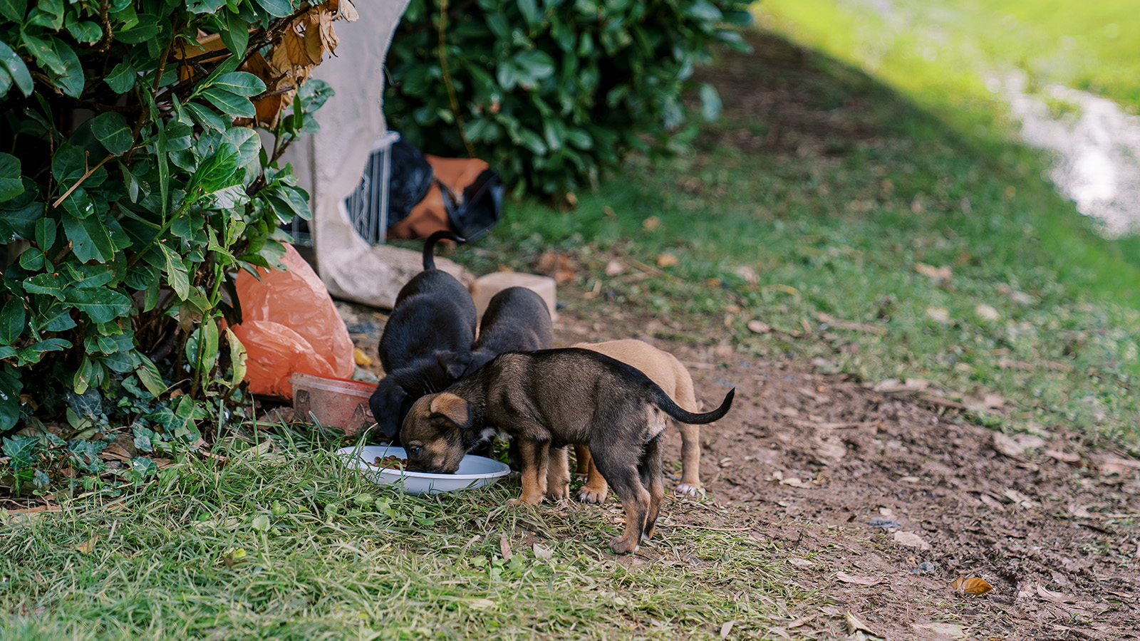 perritosbebescomiendo Posty Noticias que Importan